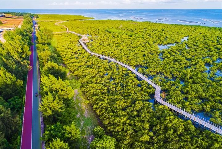 红树林旅游_甲米红树林游玩攻略_红树林度假