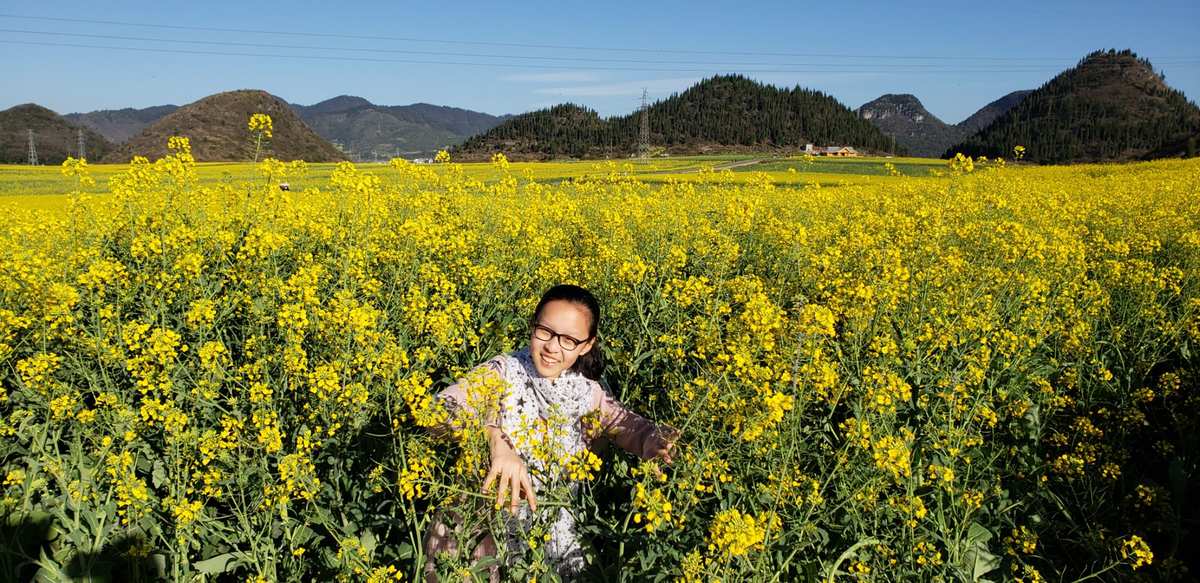 云南罗平油菜花节旅游攻略_云南罗平油菜花期图片_云南的罗平油菜花开了吗