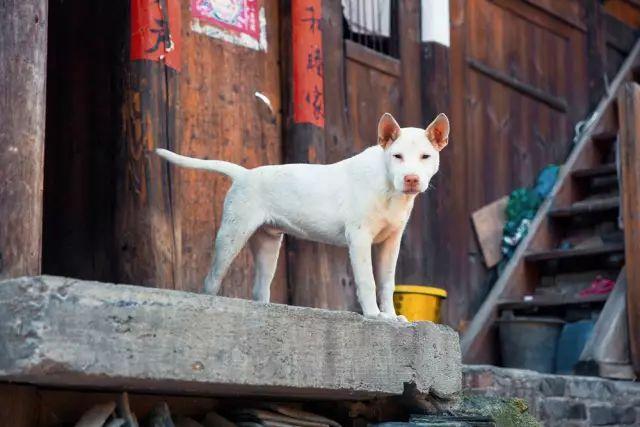 梯田之乡_梯田花海在哪里_丹寨游玩攻略