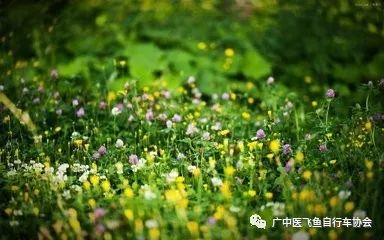 顺德旅游美食攻略_顺德攻略美食旅游地方_顺德美食一日游攻略