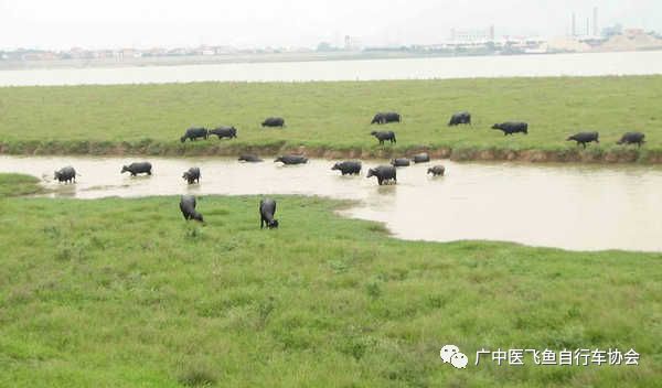 顺德美食一日游攻略_顺德攻略美食旅游地方_顺德旅游美食攻略