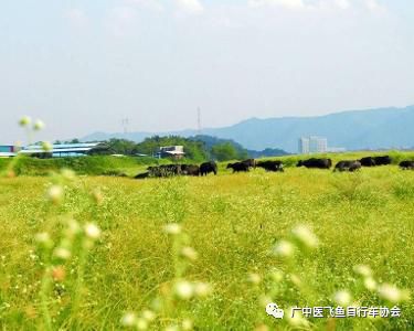 顺德旅游美食攻略_顺德美食一日游攻略_顺德攻略美食旅游地方