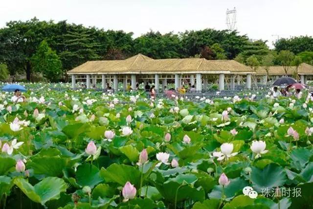 广州白云区附近好玩的景点_广州白云附近旅游景点_广州白云附近的景点