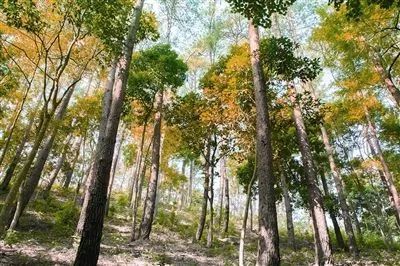 崇左旅游路线攻略_崇左旅游攻略_崇左旅行攻略