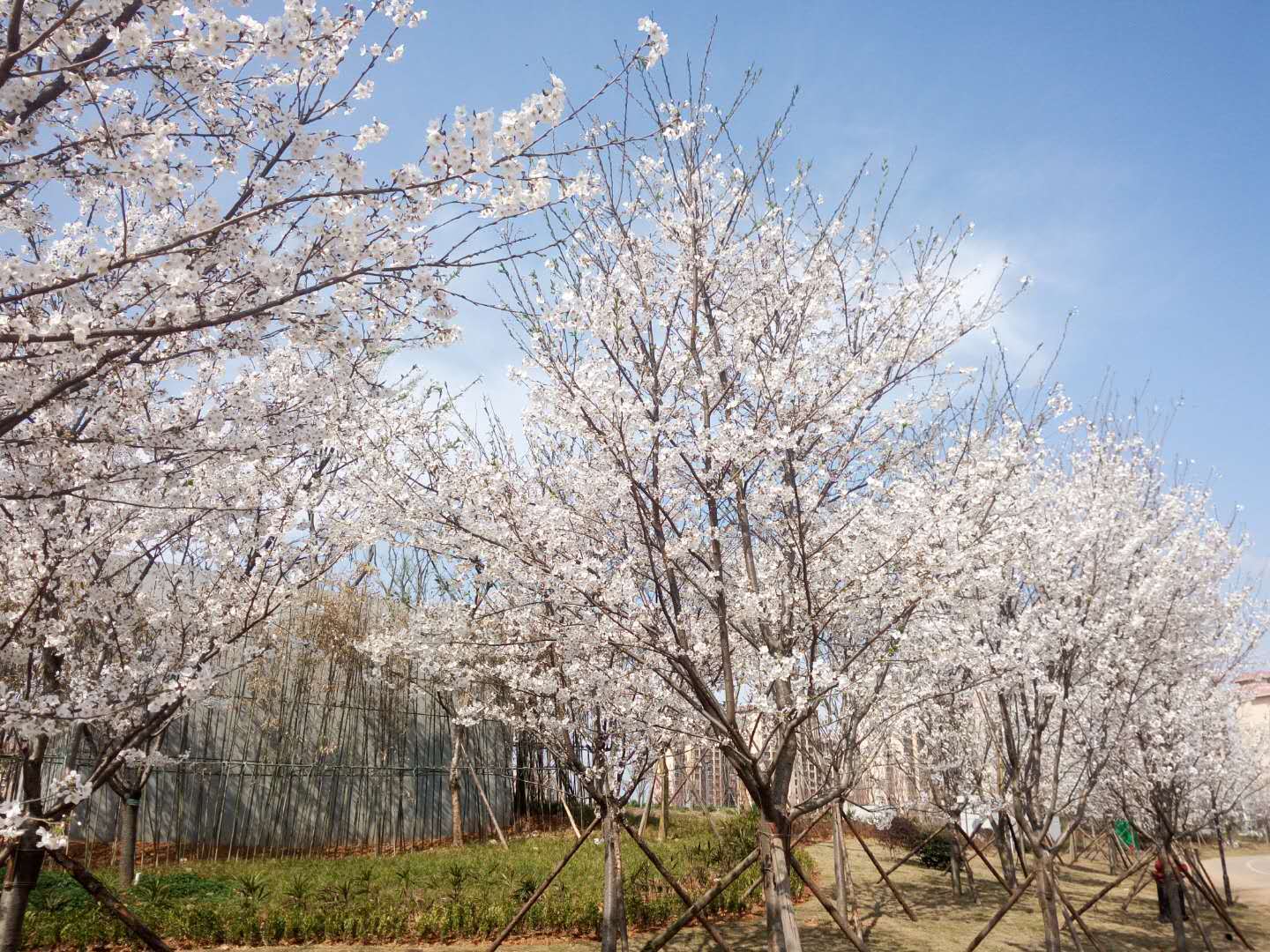 青神旅游景点有哪些景点_青神旅游景点排名_青神旅游攻略