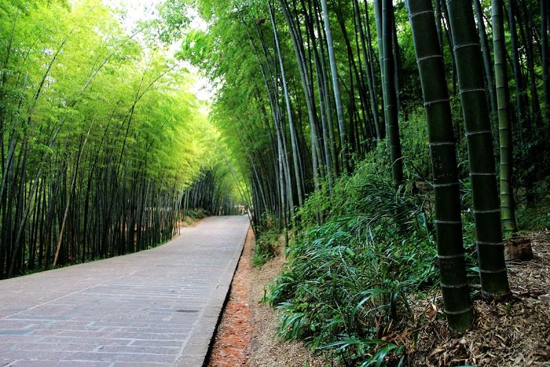 洛阳栾川免高速路过路费，来一趟王府竹海吧！