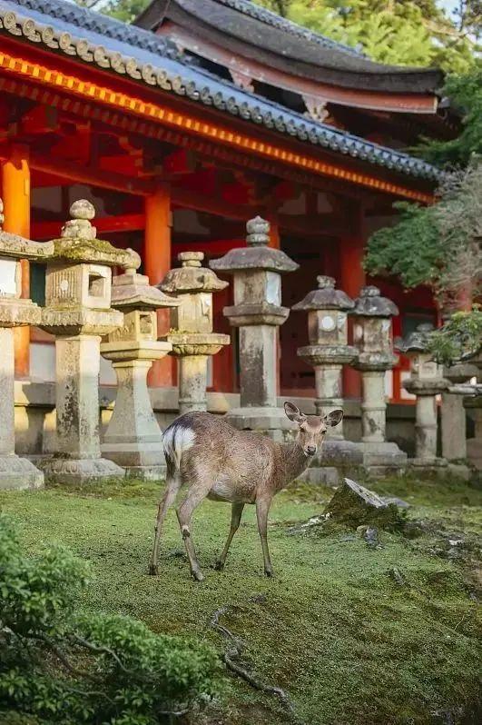 国外旅游去哪里比较好玩又便宜_国外旅游去哪里_去国外哪旅游
