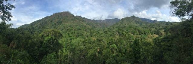 勐仑植物园旅游攻略_勐仑植物园一日游_勐仑植物园游记