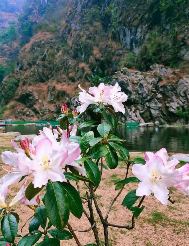 勐仑植物园旅游攻略_勐仑镇植物园_勐仑植物园住宿