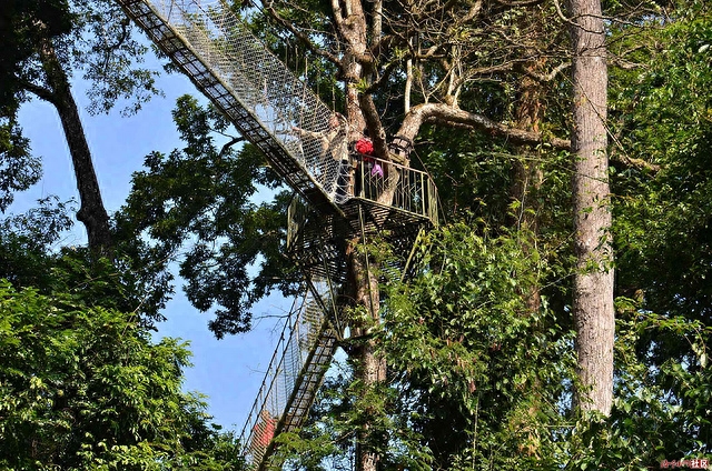 勐仑镇植物园_勐仑植物园旅游攻略_勐仑植物园住宿