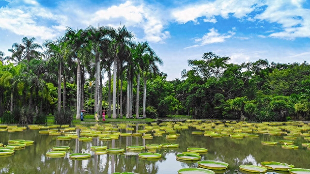 勐仑镇植物园_勐仑植物园旅游攻略_勐仑植物园住宿