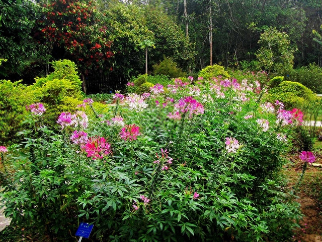 勐仑植物园旅游攻略_勐仑镇植物园_勐仑植物园住宿