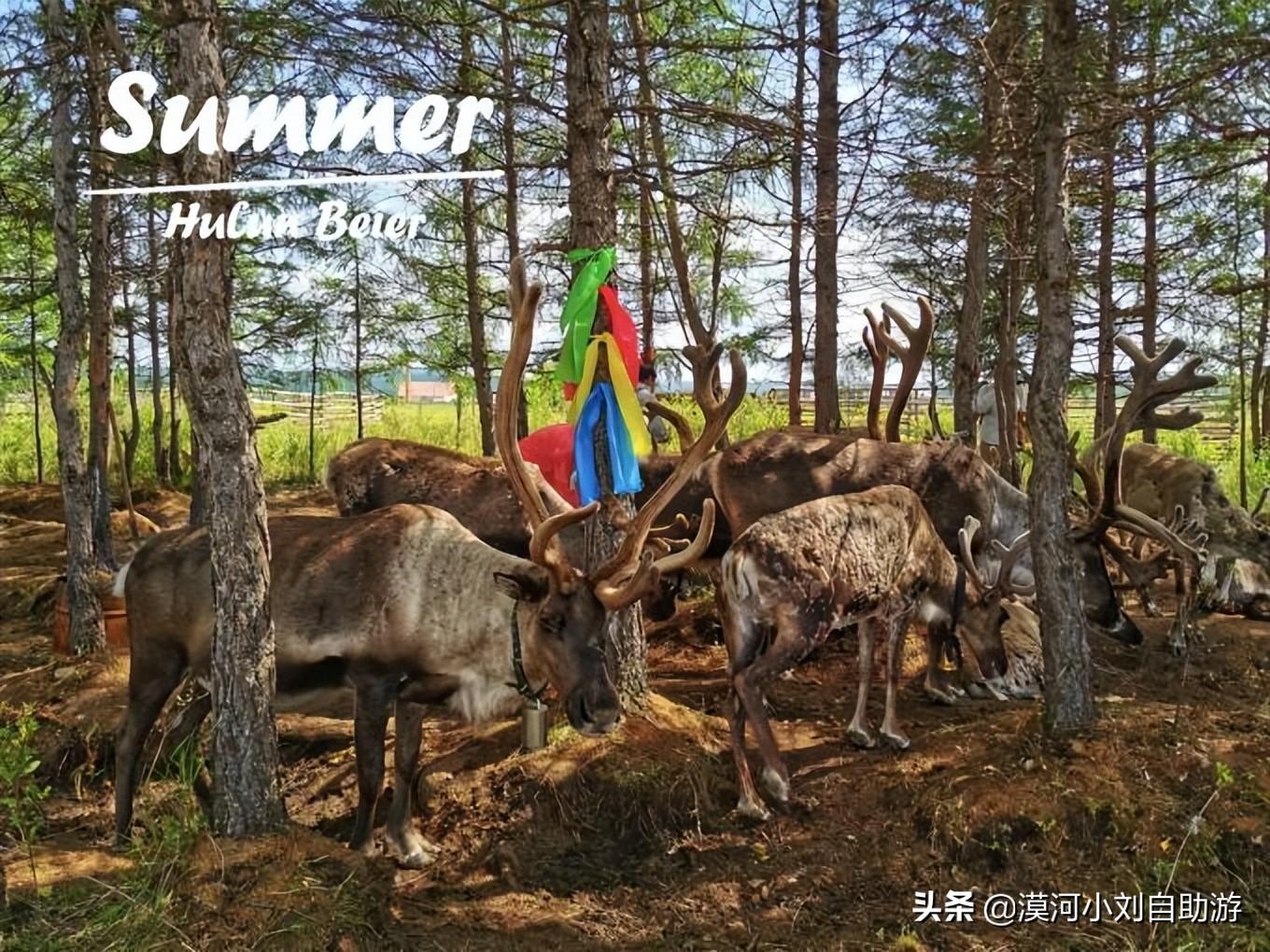 呼伦贝尔草原旅行攻略_呼伦贝尔草原旅游攻略咨询_呼伦贝尔草原旅游网