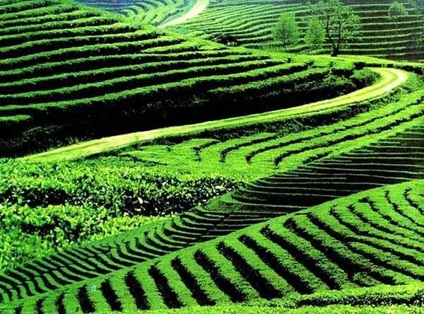 普洱思茅网红打卡地_云南普洱思茅旅游攻略_普洱思茅哪里好玩