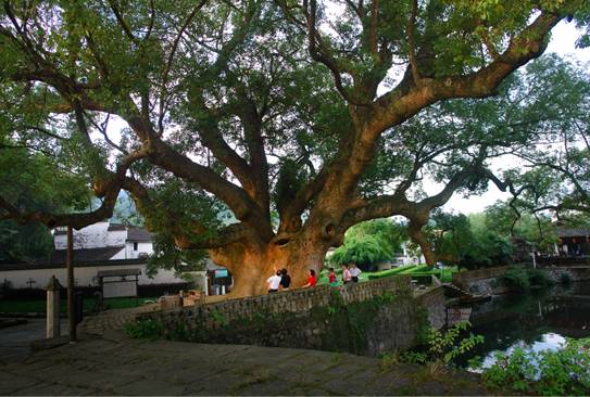 安徽婺源旅游攻略_安徽婺源旅游地图_安徽婺源旅游攻略