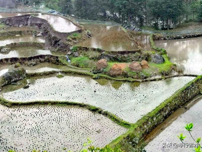紫鹊界梯田的民情_紫鹊界梯田旅游攻略_紫鹊界梯田原理