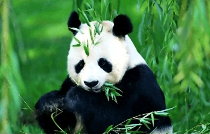 在岳阳旅行时不可错过的十只大熊猫苑