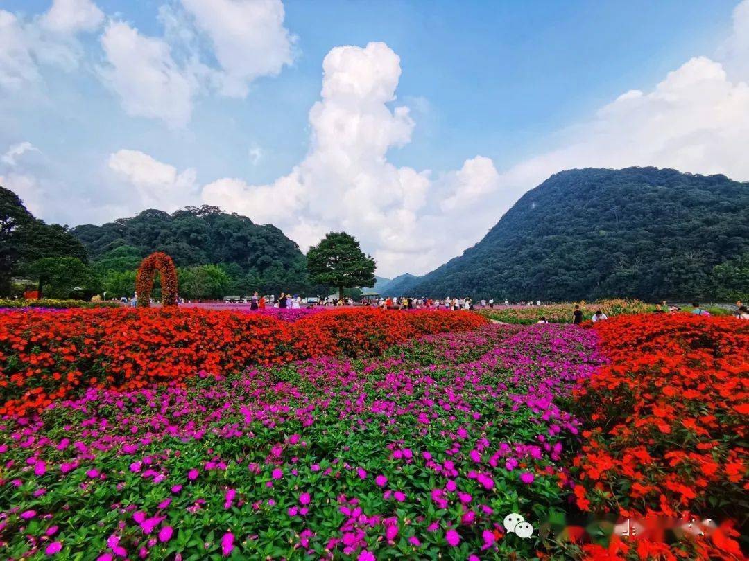辰山植物园旅游攻略_四姑娘山山旅游攻略_西樵山旅游攻略