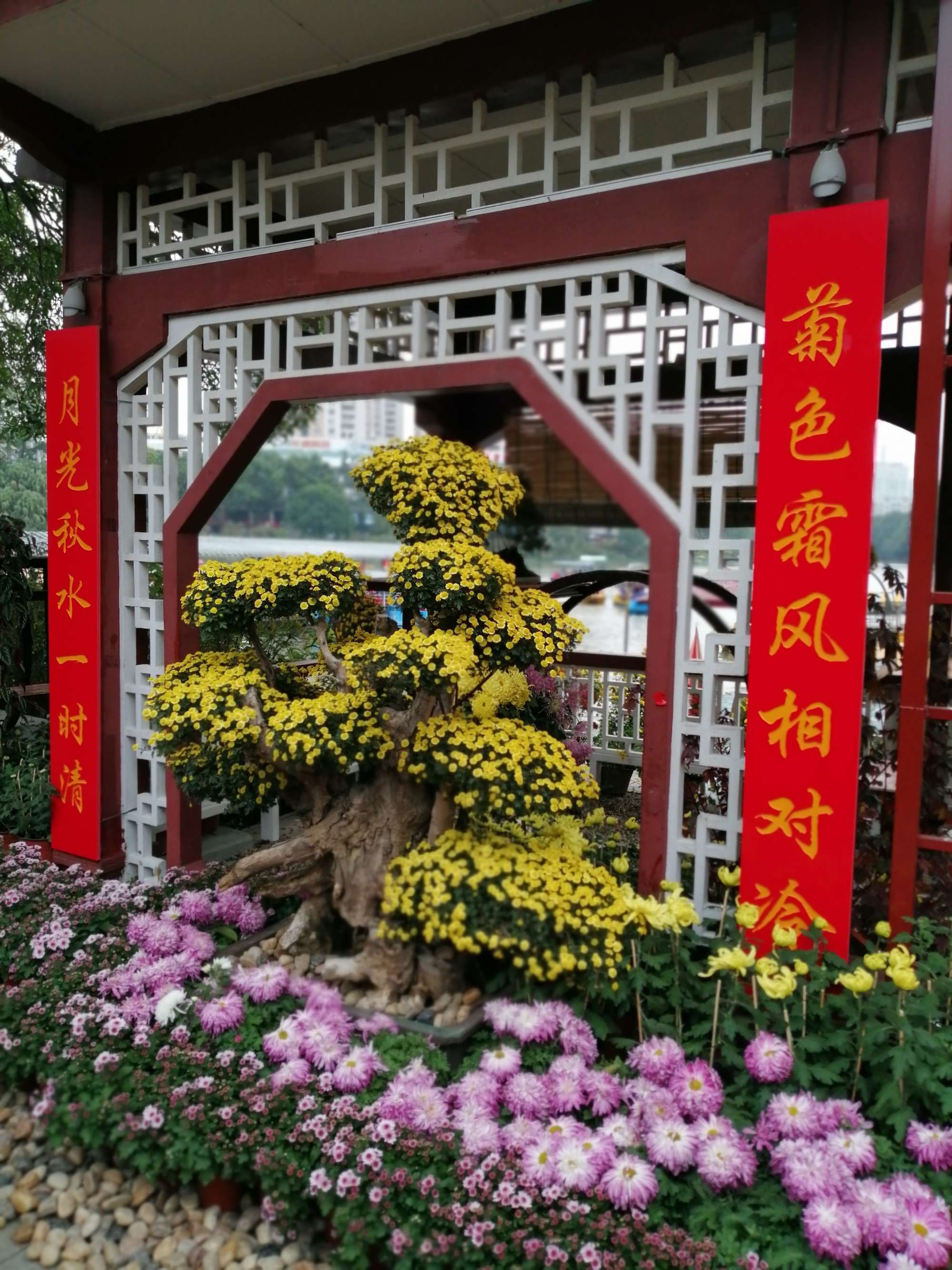 开封菊花展旅游攻略_开封旅游攻略_开封菊花展旅游攻略