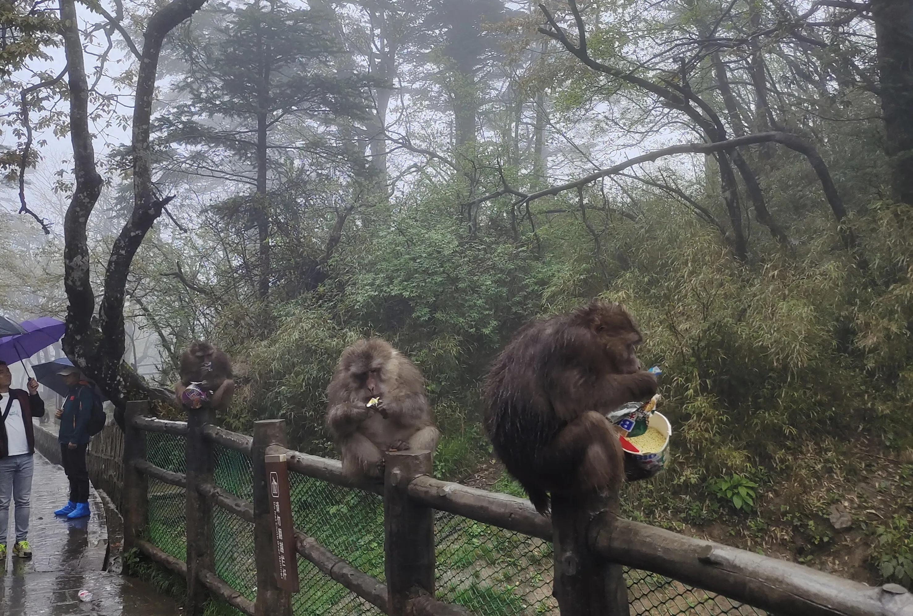 成都去峨眉山旅游攻略_成都去峨眉山旅游攻略_成都去峨眉山旅游攻略
