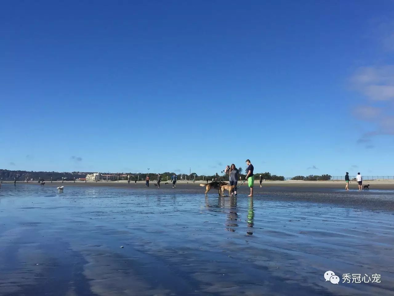 带狗狗出国旅游_带狗出国旅游需要什么手续_出国带狗狗上飞机吗