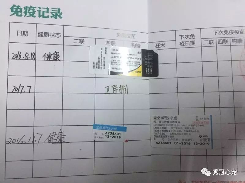 带狗出国旅游需要什么手续_出国带狗狗上飞机吗_带狗狗出国旅游