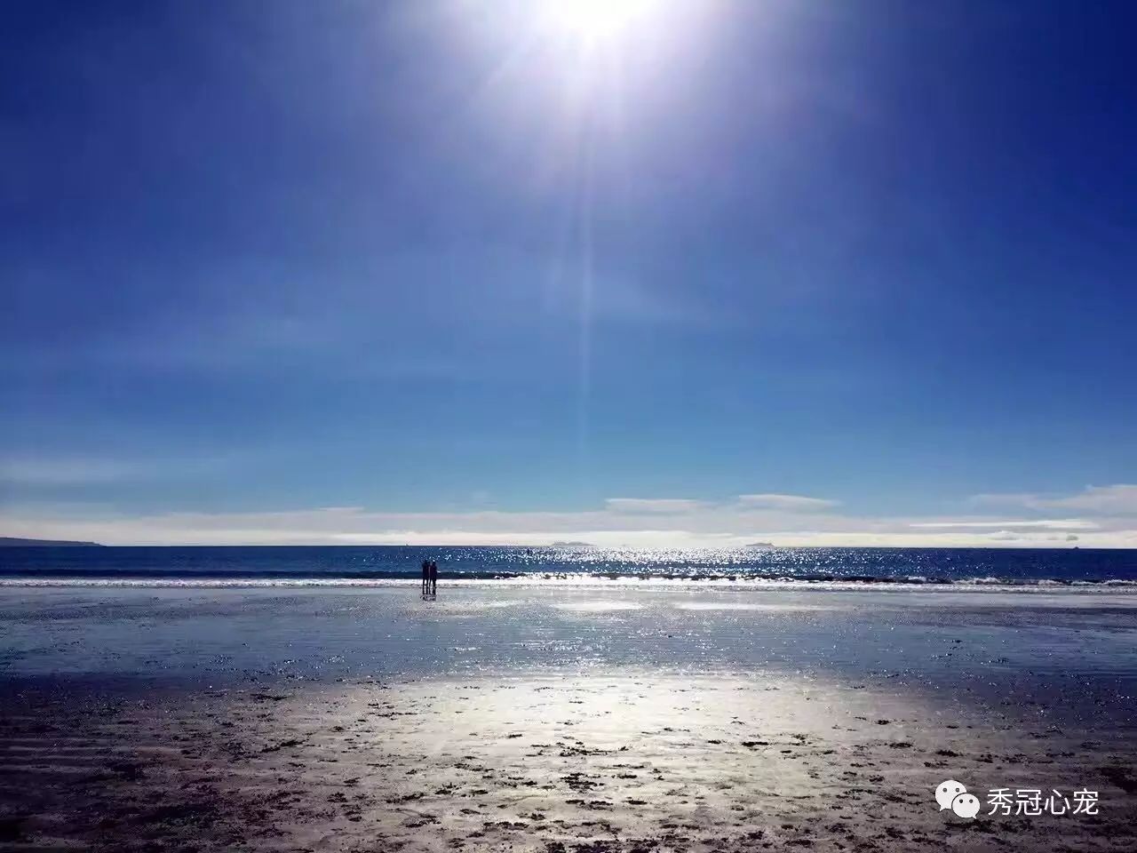 出国带狗狗上飞机吗_带狗狗出国旅游_带狗出国旅游需要什么手续