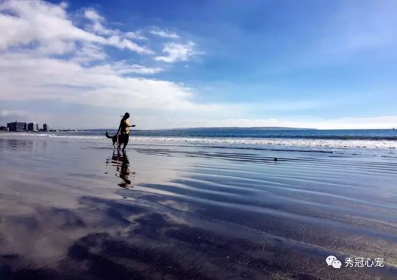 带狗出国旅游需要什么手续_出国带狗狗上飞机吗_带狗狗出国旅游